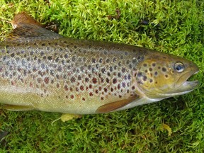 Brook Trout