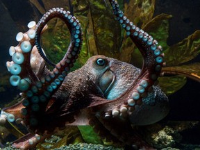 Inky the octopus, escaped from New Zealand’s National Aquarium and made his way to the ocean. (Courtesy of The National Aquarium of New Zealand)