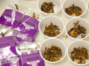 Sample packs crickets are shown at the Entomo Farms cricket processing facility in Norwood Ont., Monday, April 4, 2016. Bugs might be a diet staple in most parts of the world, but the thought of munching on insects is enough to make many Canadians squirm. (THE CANADIAN PRESS/Fred Thornhill)