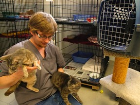 Supervisor Rick Astell with a pair of cats that were rescued along with four other cats on Wednesday April 13, 2016 in Lakefield, Ont. after they were found abandoned on the Lakefield Animal Welfare Shelter property Monday morning. The cats and kittens are recuperating from malnourishment and treated for fleas. A vet has given them a clean bill of health. Clifford Skarstedt/Peterborough Examiner/Postmedia Network