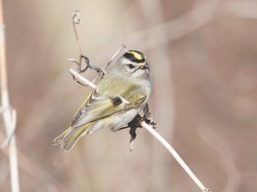 The middle of April is a great time to see golden-crowned kinglets. The high-pitched call of this tiny, well-named bird may catch your attention before you see them flitting around. By the end of the month, most will be in the northern boreal forests where they breed. (ELLEN SMOUT/SPECIAL TO POSTMEDIA NEWS)