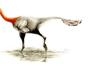 University of Alberta PhD candidate Greg Funston discovered that a fossilized skeleton believed to be a common type of ornithomimid was actually a new dinosaur, which he named Apatoraptor pennatus. Researchers believe the dinosaur had feathers.