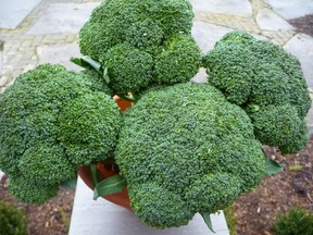 Cole crops like the broccoli shown in this photograph are relatively easy to grow in Southwestern Ontario, but backyard vegetable gardeners should remember that they like well-drained fertile soil, and cooler weather. Gardening expert John DeGroot says cole crops can even survive a few spring frosts, and actually do well in the cooler weather that accompanies the autumn months.JOHN DEGROOT/SARNIA OBSERVER/POSTMEDIA NETWORK