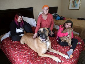 Maegan Maxam, left, (holding Kirby), with her mother Jackie Maxam and daughter Harmony Maxam-Kozushyna, 9, (holding Stewie) with Autumn the english great dane in their temporary home, the Econo Lodge on Princess Street on Tuesday  April 12 2016. They were knocked out of their Bath Road home by a fire on Saturday. Ian MacAlpine /The Kingston Whig-Standard/Postmedia Network