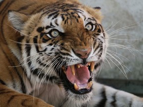 File photo of a tiger.(AP Photo/Ajit Solanki, File)