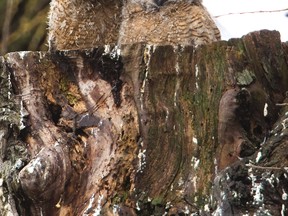 Eager birdwatchers line up Friday in Gibbons Park to catch a glimpse of these two owl chicks, seen at right. The city plans to install a sign next week, urging bird lovers to respect the owls? space by not getting too close and avoid bringing pet dogs.