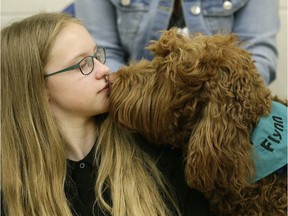 Pet therapy dog "Flynn" greets school student Emily at McKernan School in Edmonton on April 15, 2016, where five dogs from the AHS Stollery Pet Therapy Program visited to talk about the program. Flynn is an Australian Labradoodle and his human is Linda Shaw. (PHOTO BY LARRY WONG)