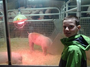 Sam Kramers from St. James Catholic Elementary School poses with the pigs on the farm side of the event. (Contributed photo)