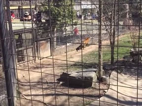 A woman is seen between two fences of the tiger enclosure at the Toronto Zoo in this screengrab from YouTube.