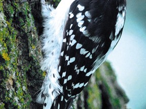 Trained members of the Native Territories Avian Research Project (NTARP) will be setting up mist nets along the west side of Lake Chipican in order to capture, weigh and band birds within a few weeks. As part of the Huron Shore flyway, the area provides a brief stopover for approximately 300 species of migratory birds, including the downy woodpecker, shown in a file photograph. (Scott Wishart, Postmedia Network)