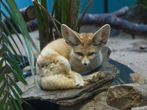 This April 13, 2016, photo provided by the Wildlife Conservation Society shows one of two new fennec foxes making their debut at the Prospect Park Zoo in the Brooklyn borough of New York. The Wildlife Conservation Society says little foxes, usually weighing less than 4 pounds as adults, with remarkably big ears, are native to the deserts of northern Africa. (Wildlife Conservation Society/Julie Larsen Maher via AP)