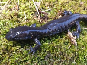 The Jefferson salamander is a rare sight in Ontario. It is listed as endangered by the Committee on the Status of Endangered Wildlife in Canada. A local conservationist spotted one in the area last week.