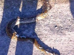 Submitted photo
A dead snake, believed to be a reticulated python, was fished out of a popular fishing hole on Marsh Road this past weekend.