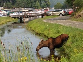Photo supplied
Millie, a young cow moose who arrived at Penage Bay Marina in June, found the lily pads in the area particularly appetizing.