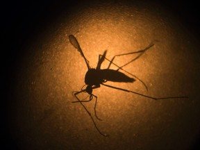 North Kanata residents can expect to hear the sounds of helicopters for the next while as the City of Ottawa kicks off its nuisance mosquito control program.