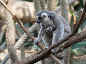 In this April 2016 photo provided by the Wildlife Conservation Society, a ring-tailed lemur and her baby sit on a tree branch at the Bronx Zoo in the Bronx borough of New York. The zoo is showing off three baby lemurs. Two are ring-tailed and one is a brown collared lemur. (Wildlife Conservation Society/Julie Larsen Maher via AP)