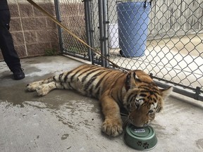 A young female tiger lays in a pen of the Conroe Police Department after being found with leash and collar, wandering a local street, in Conroe, Texas  April 21, 2016.  Conroe Police Department/Handout via Reuters