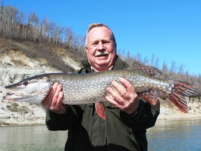 Neil with a fine North Saskatchewan River pike.