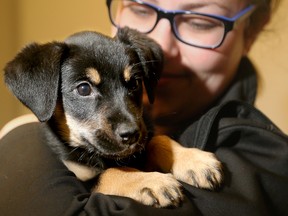 A man is facing charges after he allegedly strangled his seven-week-old puppy.  Sadie, seen here with Dominique Lalonde, the Coordinator of Canine Services at the Ottawa Humane Society, is a Rottweiler/Retriever mix who was in very bad shape when she arrived at the OHS April 14, 2016, but is making a fast recovery and, so far, hasn't shown any signs of long-lasting injury. (JULIE OLIVER/POSTMEDIA)