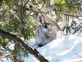 Joe Shorthouse/For The Sudbury Star 
A snowshoe hare under a tree on a Sudbury hill, cautiously watching Laurentian biologist Joe Shorthouse slowly crawl towards its resting site.