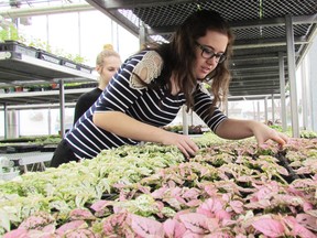 Shaylee Tailleferd was working in the greenhouse during a horticulture class at St. Clair Secondary School on Monday April 25, 2016 in Sarnia, Ont. The horticulture program at the high school on Murphy Road is holding a plant sale May 7, 9 a.m. to 3 p.m., and Monday, Tuesday and Wednesday of the following week, 10 a.m. to 3:30 p.m. (Paul Morden, The Observer)