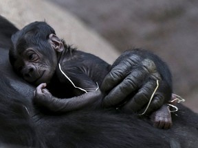 Shinda, a western lowland gorilla, holds her newborn baby in its enclosure at Prague Zoo, Czech Republic, April 24, 2016. (REUTERS/David W Cerny)