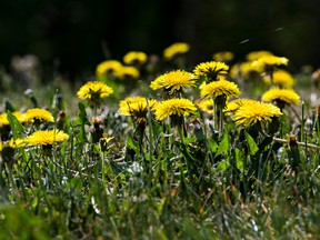 Dandelions are seen in Gold Bar Park in Edmonton, Alta. on Wednesday, May 27, 2015. Codie McLachlan/Postmedia Network
