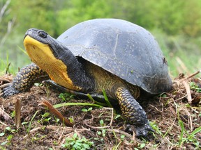 Submitted photo by Joe Crowley
Blanding’s turtle is just one of the species being watched this year for the Ontario Reptile and Amphibian Atlas. Quinte area residents are being asked to become citizen scientists and help add sightings to the atlas.