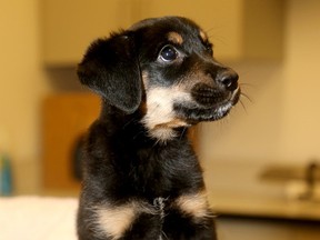 Sadie, a seven-week-old Rottweiler/Retriever mix was rescued by the Ottawa Humane Society and was in very bad shape April 14, 2016, but is making a fast recovery and, so far, hasn't shown any signs of long-lasting injury. JULIE OLIVER/POSTMEDIA