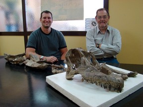 Research team members Dr. Ruben Martinez (R), from the Universidad Nacional de la Patagonia San Juan Bosco, and Dr. Matt Lamanna from the Carnegie Museum of Natural History, pose with the skull and neck bones of the new titanosaurian dinosaur species Sarmientosaurus musacchioi in this undated picture courtesy of Matt Lamanna, Carnegie Museum of Natural History in Pittsburgh, Pennsylvania. (Matt Lamanna, Carnegie Museum of Natural History/Handout via REUTERS)
