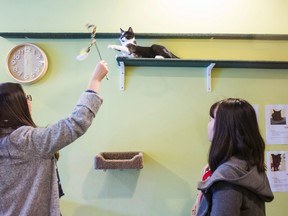One of several cats and cat lovers inside the enclosed cat area during the grand opening of TOT the Cat Cafe in Toronto, Ont. (Ernest Doroszuk/Postmedia Network)