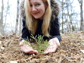 Sarah Hatton's unique sequoia on its first birthday in 2013. JAMES PARK / OTTAWA CITIZEN