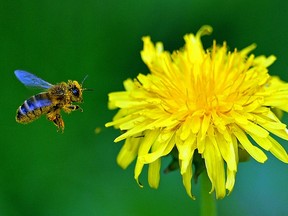 bee on dandelion