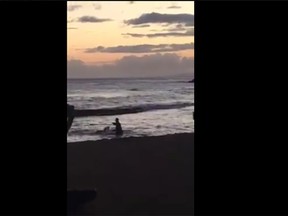 A man was captured on video punching a pregnant monk seal repeatedly at a beach in Hawaii. (Shane Fernandez/Facebook)