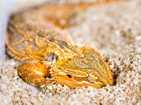 Sleeping Australian bearded dragon (Pogona vitticeps). Scientists said on April 28, 2016, they have documented for the first time that reptiles, like people, experience rapid eyemovement, or REM, sleep and another sleep stage called slow-wave sleep.  Dr. Stephan Junek/Courtesy of Max Planck Institute for Brain Research/Handout via REUTERS