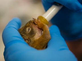 An orphaned baby red squirrel being fed by syringe at the Sandy Pines Wildlife Centre in Napanee. (Nick Tardif/The Whig-Standard)