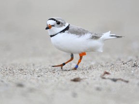 A male piping plover forages along the waters edge for food on Thursday, April 28, 2016 in Sauble Beach, Ont. The endangered shore birds have made their return to Sauble Beach for the 9th consecutive year since the were first spotted in 2007. James Masters/The Owen Sound Sun Times/Postmedia Network