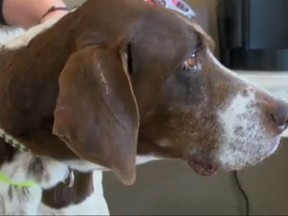 Charlie, the dog, has been found after being missing for 10 years. (AP video screenshot)