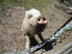 A pot-bellied pig. (Sun file photo)