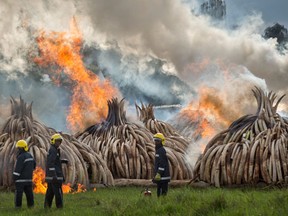 Firemen stand by at the ready as pyres of ivory are set on fire in Nairobi National Park, Kenya Saturday, April 30, 2016. Kenya's president Saturday set fire to 105 tons of elephant ivory and more than 1 ton of rhino horn, believed to be the largest stockpile ever destroyed, in a dramatic statement against the trade in ivory and products from endangered species. (AP Photo/Ben Curtis)