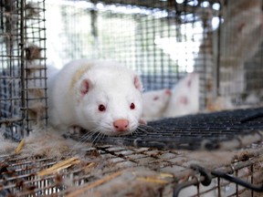 Minks are seen in their cages in a mink farm in Jyllinge near Copenhagen in this October 24, 2012 file photo. (REUTERS/Fabian Bimmer)
