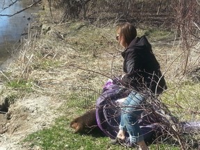 Justin Beaver is returned to the wild after a stint in rehab. Jon Willing, Ottawa Sun