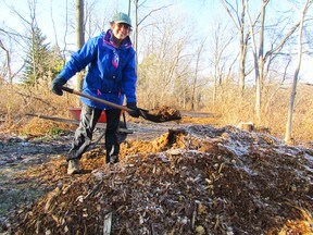 Brenda Lorenz is shown in this file photo at work with other members of the Sarnia Urban Wildlife Committee during a November work bee at Canatara Park. The committee is holding several work bees through May and June, and asking members of the public to pitch in. (File photo/Sarnia Observer/Postmedia Network)