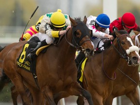Jockey David Moran guides Crumlin Spirit captures the $125,000 Lady Angela Stakes at Woodbine on Sunday. Java’s Bourbon did not fare as well in the 10th race, but considering the colt nearly died two years ago, just being on the track is a victory. (MICHAEL BURNS/PHOTO)