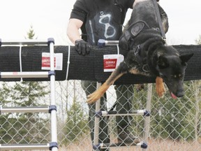 Kingston Police Const. Mark McCreary and his dog, Titan, climb a ladder Thursday as part of an obstacle course designed to test the stamina and endurance of canine teams attending the Canadian Police Canine Association's annual spring seminar near Orillia. (Andrew Philips/Special to Postmedia Network)