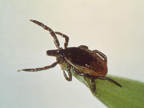 A deer tick, or blacklegged tick, Ixodes scapularis, is seen on a blade of grass, in this picture from the Centers for Disease Control and Prevention.
HANDOUT