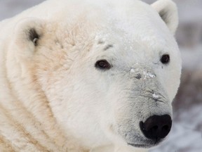 The U.S. Fish and Wildlife Service has decided to stop pushing for an international ban on the trade in polar bear parts. (THE CANADIAN PRESS/Jonathan Hayward)