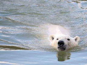 RCMP say a warning shot did nothing to scare off a polar bear as it lumbered toward them on Fogo Island before an officer fired into its chest.(THE CANADIAN PRESS/AP/Lynne Cameron/PA)