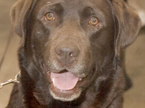 Chocolate Labrador Retriever