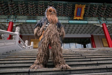 A man dressed as Chewbacca from "Star Wars" reacts during Star Wars Day in Taipei, Taiwan, May 4, 2016. REUTERS/Tyrone Siu